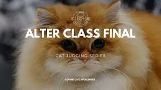 Cat Judging: Alter Class Final from Portland 2023