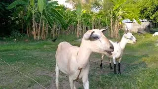 Probinsya Life🐐🍃🌳