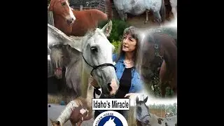 Idaho's Miracle - A Tribute to the Horse Who Inspired Stolen Horse International