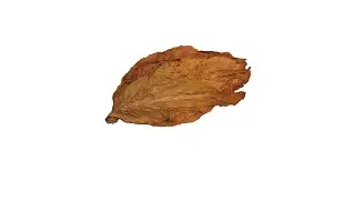Tabaco y Papel de tabaco bajo el microscopio 🍿| Ciencia con Richard 