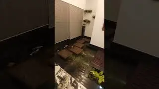 My Indoor Pond Work