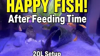 AMAZING 20L AQUARIUM Under Blue Light: Happy Fish After Feeding Time! 🐠💙