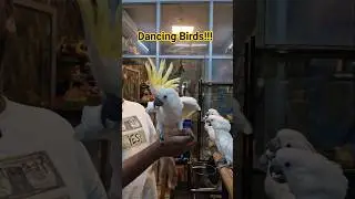 Dancing Birds/ Pet Mafia #broadwaypetmarket #pets #chennaipetmarket