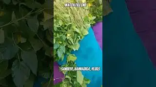 #sericulture #work #justiceforsoujanya #minivlog