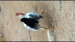 Cock fighting with the snake and finally eating snake