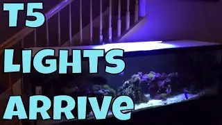 t5 saltwater tank lighting with ati bulbs | saltwater tank