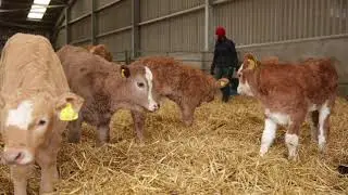 Scotch Beef