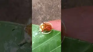 WOW! Lucunya 😱😱😱 - short video #snailhunter