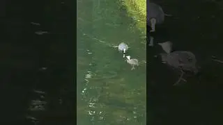 🐦&zwj;⬛cute young coot gets fed.🐦&zwj;⬛ 🐛big feast🐛 #cute #animal #nature #coot #foryou #feed #music