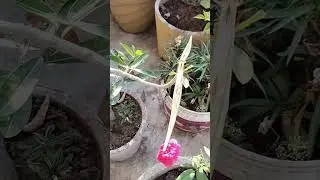 Garden Tour #plant #plants #indoorplantplantnursery #gardenflowers #terracegardening #home
