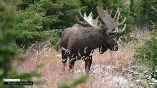 How Long Can That Branch Stay on His Antlers? #alaska #wildlife #moose