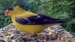 Goldfinches Up close