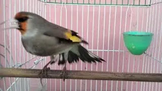 Gold Finch Bird Full Singing NON-STOP 