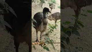 emu #viral #ytshorts #nature #best #closeup #emu #save