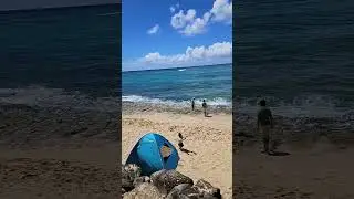 Laniakea Beach Turtle Beach