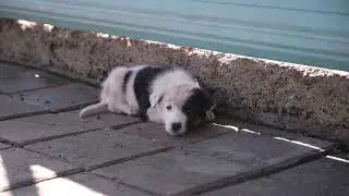 Home Less dog || Road side dog