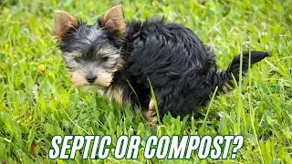 how to recycle and compost dog poop for free