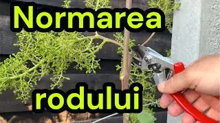 Стандартизация урожайности столового винограда.