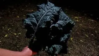 Grow Food--Save Money--Eat Healthy!