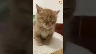 Funny Cats   Try Not To Laugh Challenge Hardest Version 🐱😂 Part 1