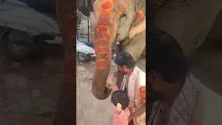 hathi raja#shorts