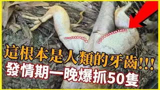 這根本是人類的牙齒！發情期的綠鬣蜥股線超嚇人 | 一日爆抓50隻！破團移除紀錄！TRG用臉探險 | EP62