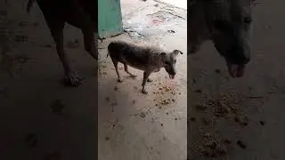 Muito rabugem nesse cachorro