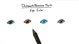 Dominance complexity - Intro to Psychology