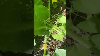 Baby Cucumbers !!