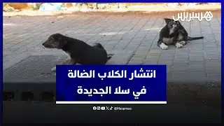 انتشار الكلاب الضالة في سلا الجديدة.. ساكنة المدينة تطالب المسؤولين بالتحرك لرفع الضرر