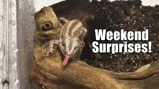 Setting Up Some Temporary Housing for Some Surprise Weekend Arrivals!