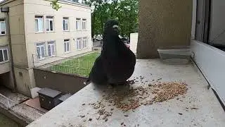 Gruchot