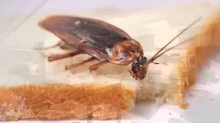 Pest Control Perth