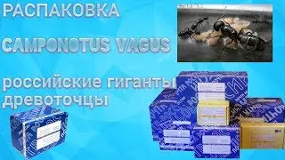 Очередная распаковка муравьёв//вагусы и другие