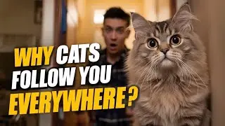 Why Cats Follow You Everywhere &ndash; Explained