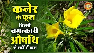 कनेर के फूल किसी चमत्कारी औषधि से नहीं हैं कम | Kaner Ke Phool | Yellow Oleander