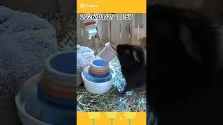 guinea pig stacking cup game🍀 モルモット🐹くま吉&ういちゃんの知育カップ遊び64❤️ #guineapig #小動物 #Shorts #スタッキングカップ #モルモット
