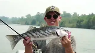 Lost Coast Outfitters Presents : Fly Fishing the Lower Sacramento For Stripers