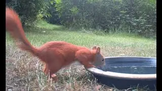 Endlich wieder Eichh&ouml;rnchen - Finally some squirrels - Endeligt egern igen