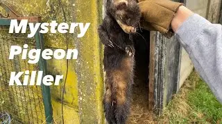 PIGEON KILLER Has Been FOUND !!!