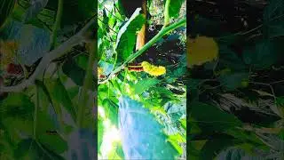 #neture #naturelovers #natural #naturephotography #gopro9 #goprohero #goprohero10 #gopro #goprovideo