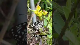 #蝴蝶 #butterfly #butterflies #butterflyshorts #butterflyvideo #butterflyvideos #singapore #blueglassy