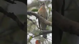 Fan-tailed cuckoo calling!  #birds #wildlifeofaustralia #cuckoo #naturesounds