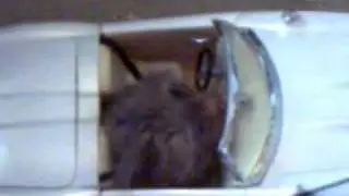 Bobo, Hamster Escape Artist