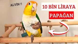 SÜRPRİZ! KAYIK PAPAĞANI ALDIM!! (SONUNDA!)