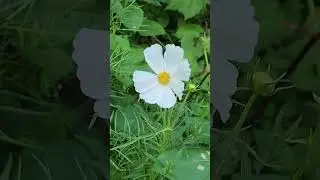 In-Ground Flower Garden Update 1 Aug 2025 #flowergarden #growingflowers