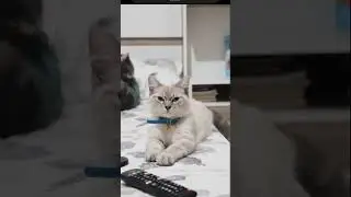Cat sitting on the bed #shorts #cat #catsofyoutube #viralshorts