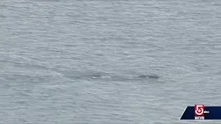 Dozens of whales spotted in Cape Cod Bay