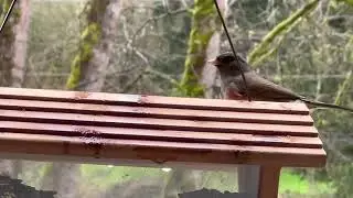 Who Can Identify These Northwest Natives? HoHo Farms Wild Birds #wildbirds #nature #hummingbird