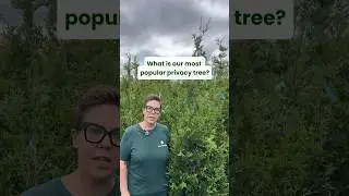 Our most popular privacy tree | Fast Growing Trees 🌲 #thujagreengiant #landscaping #privacytrees
